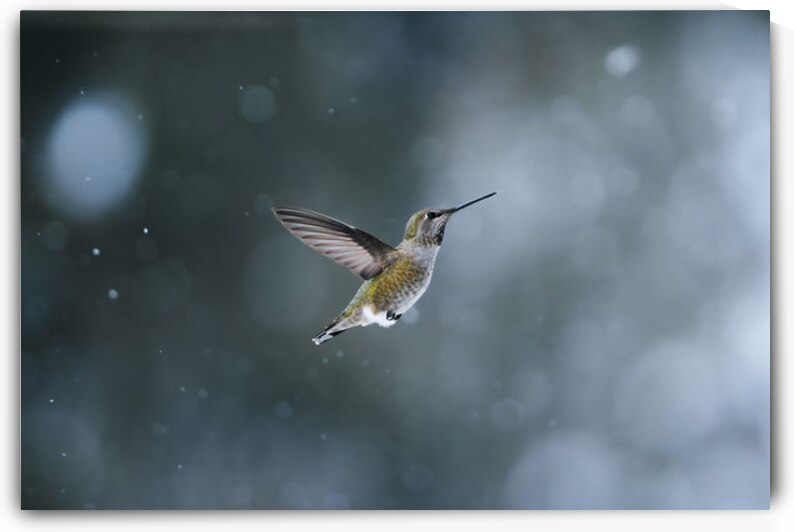 Snow Bird by Ryan Wilkes
