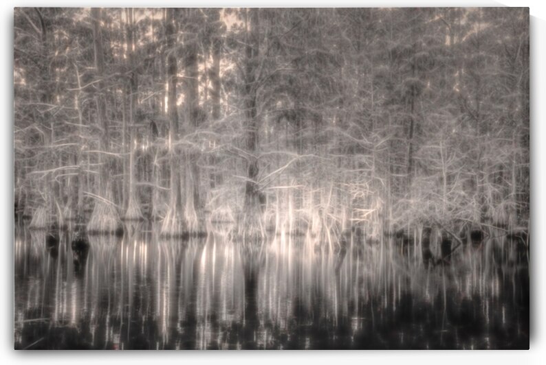 Cyprus Tree Grove Reflections Glow by Norma Brandsberg Photography