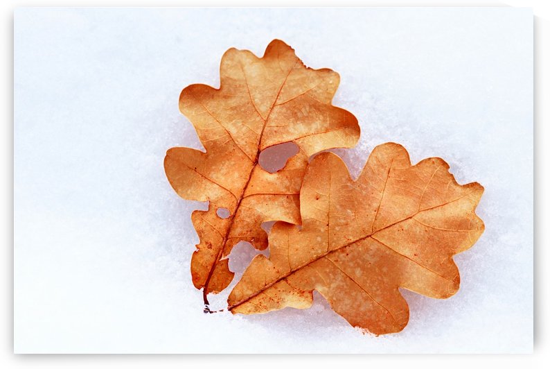 Oak Leaves On Snow by Deb Oppermann