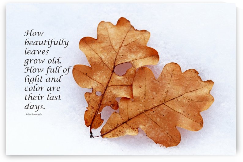 Leaves Grow Old by Deb Oppermann