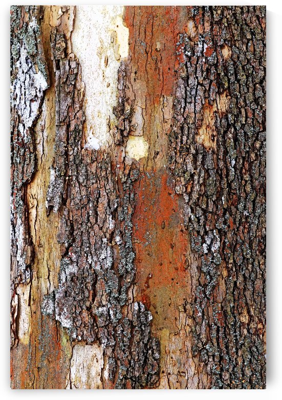 Colors Of Eastern Sycamore by Deb Oppermann