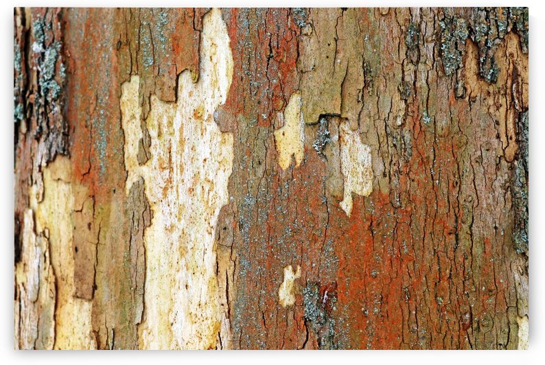 Colors Of Eastern Sycamore I by Deb Oppermann