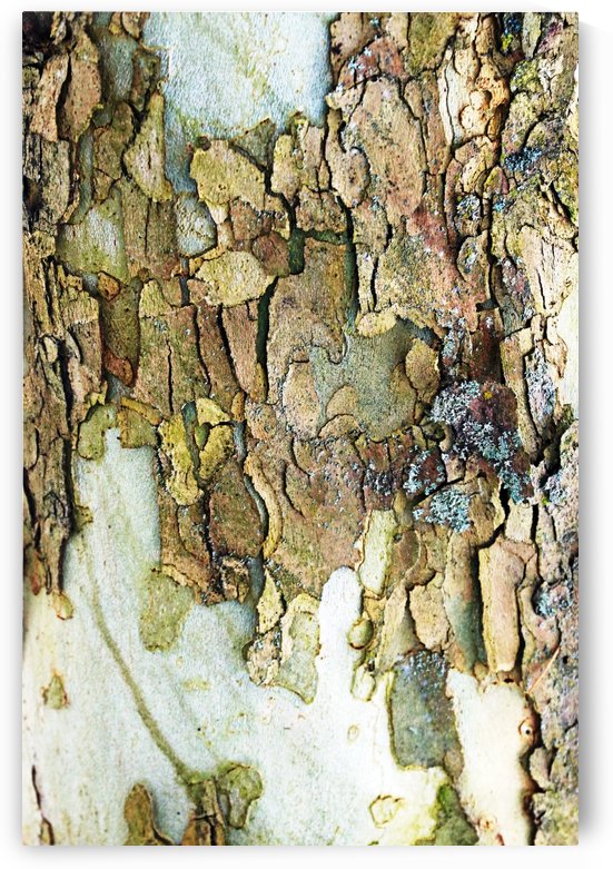 Colors Of Eastern Sycamore II by Deb Oppermann