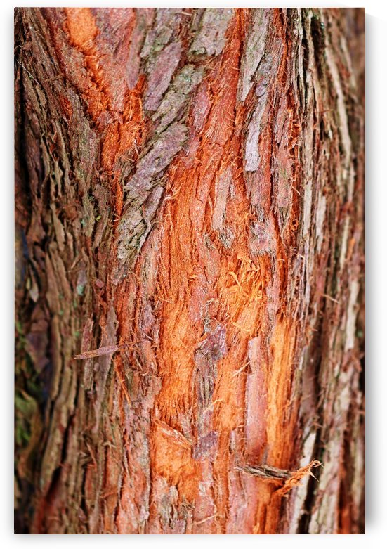 Dawn Redwood Bark Abstract by Deb Oppermann
