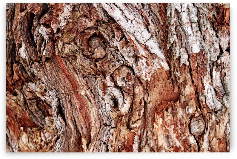White Willow Bark  Abstract by Deb Oppermann