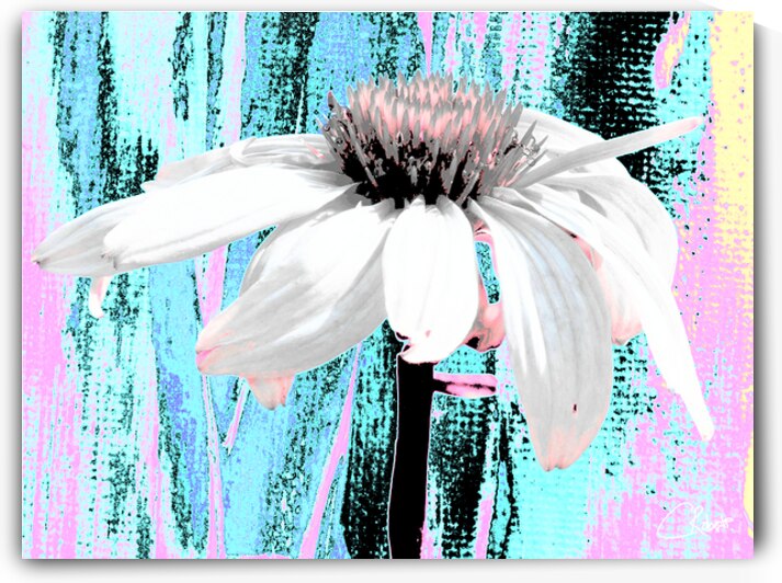 Vibrant Abstract Cone Flower by Catriona Roberts Nature Photography and Designs