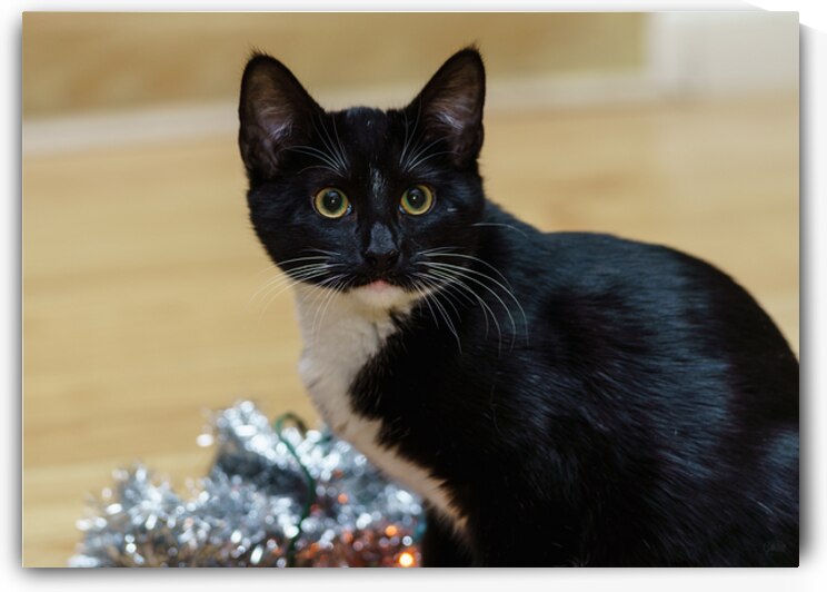 Tuxedo Kitten I Did Not Do It Look by Jennifer White