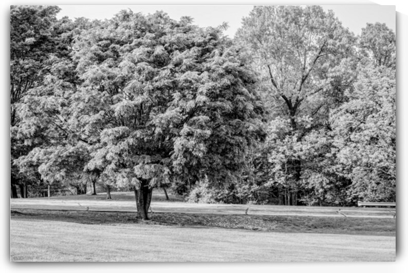 American Ash Tree by Jennifer White