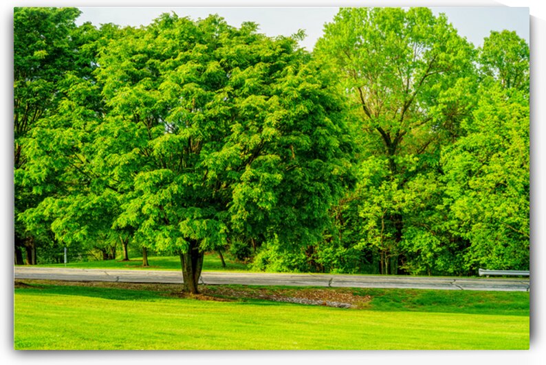 American Ash Tree by Jennifer White