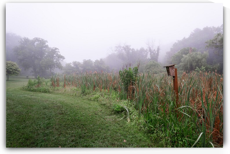 Birdhouse in the Cattails by Jason Fink