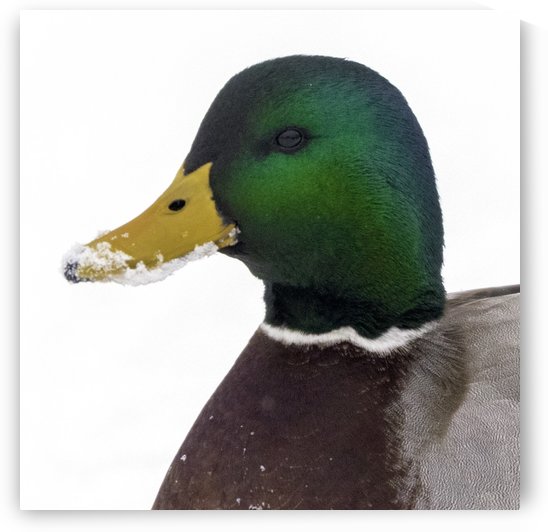 Mallard Drake  by Joe Riederer
