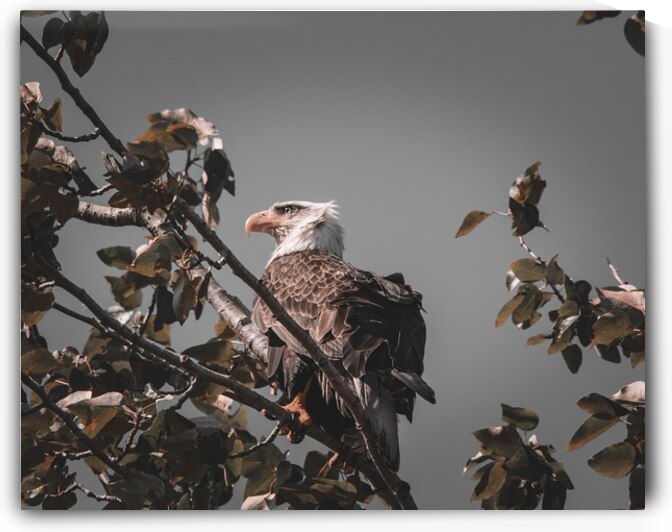 Sur sa branche by Ulrich Josserand   Photographe