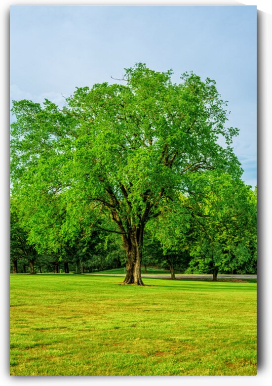 Enduring Elm Tree by Jennifer White