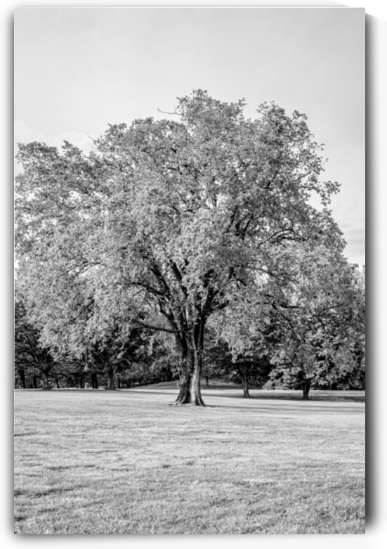 Enduring Elm Tree Grayscale by Jennifer White