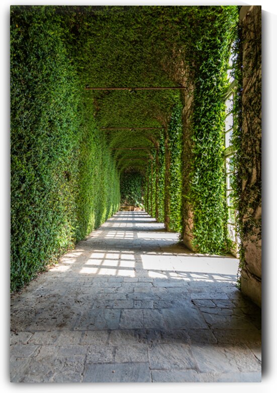 Greenhouse interior perspective with walls covered by ivy. Natur by Paolo Modena