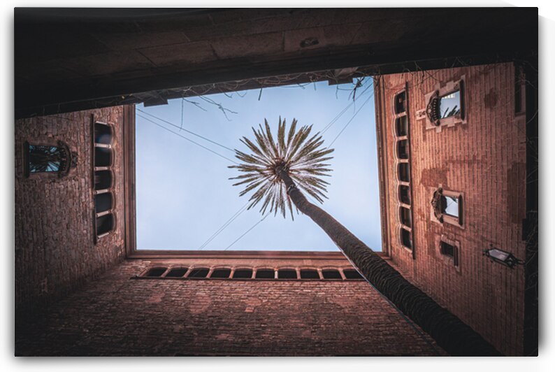 Barcelonas Skyward Palm Embrace by Geoffrey Prior