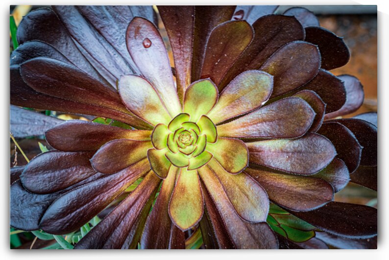 Aeoniums Dark Rosette Bloom by Geoffrey Prior