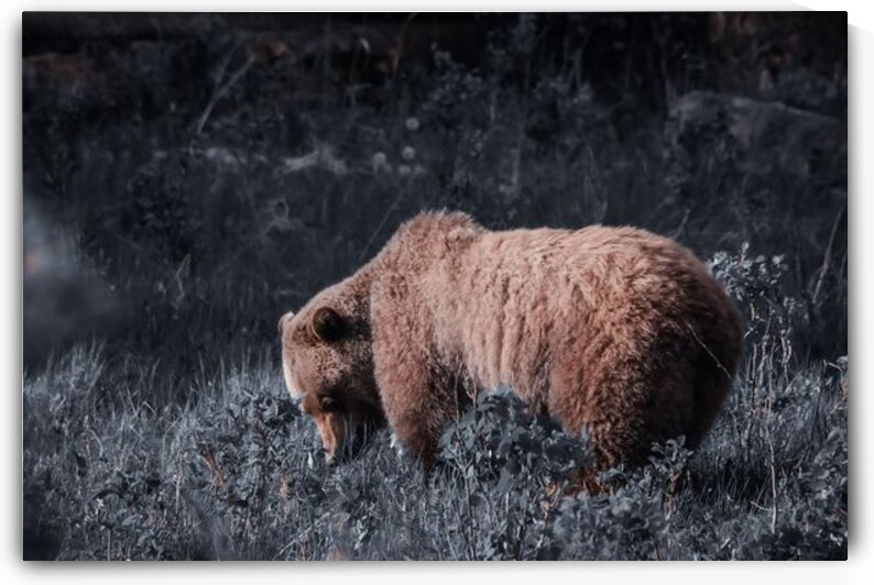 Grizzly by Ulrich Josserand   Photographe