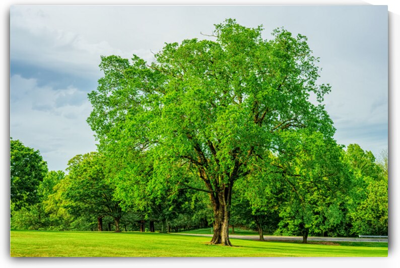Majestic Elm In Springtime Stillness by Jennifer White