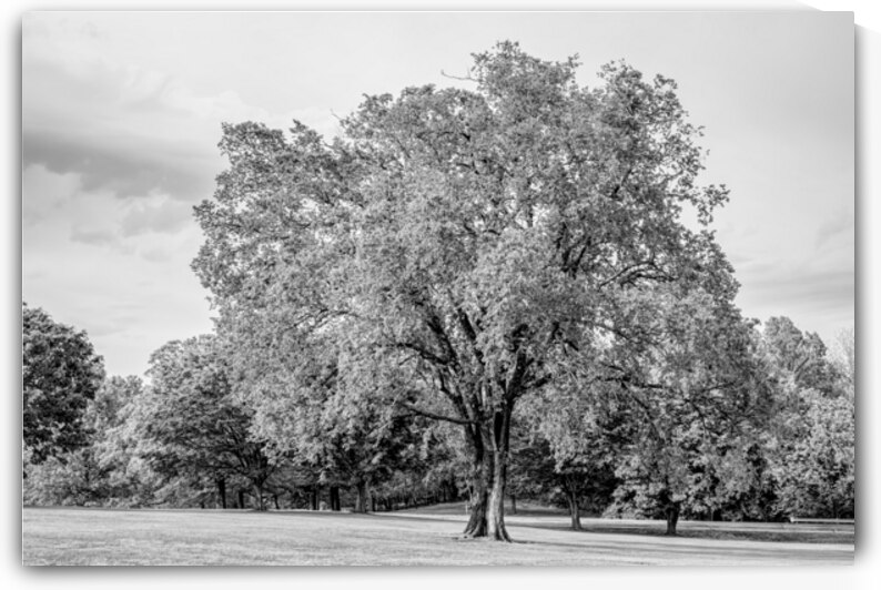 Majestic Elm In Springtime Stillness Grayscale by Jennifer White