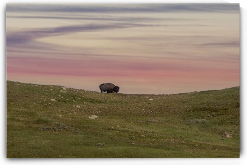 Bison by Ulrich Josserand   Photographe