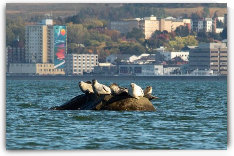 Rimouski by Ulrich Josserand   Photographe