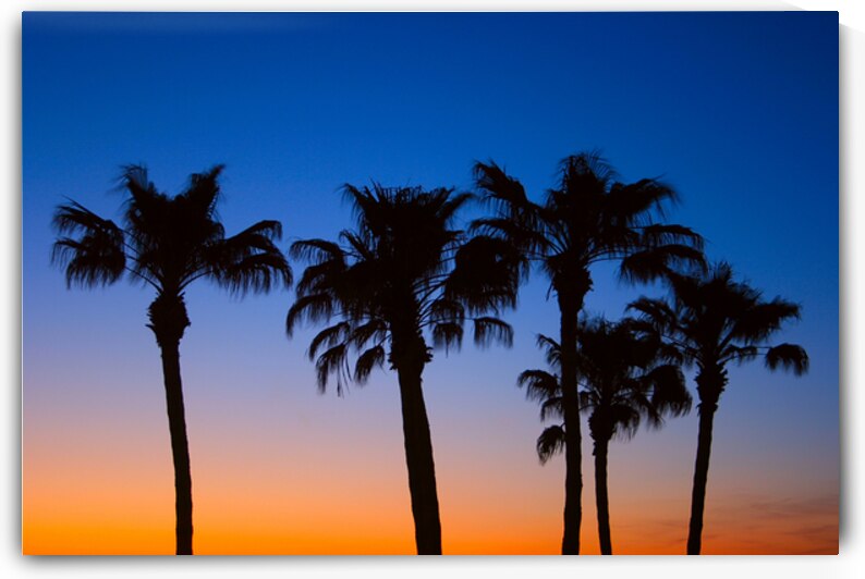 Palm Shadows Dancing in the Colors of Dusk by Bo Insogna