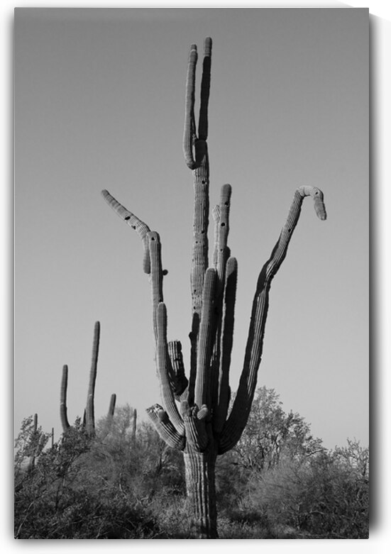 Weird Giant Saguaro Cactus in Black and White by Bo Insogna