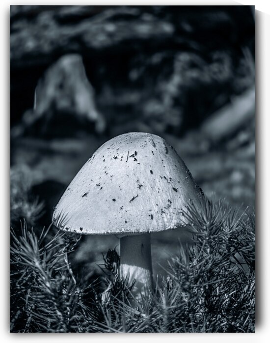 The Watcher by Blaine Stoner