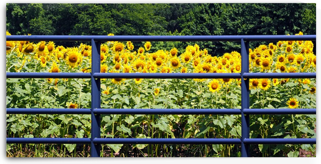 Sunflower Behind Bars Panorama by Bill Swartwout Photography