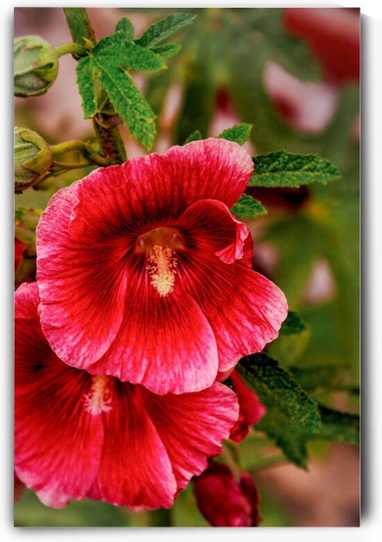 Normandy France Rose Hollyhocks by Norma Brandsberg Photography