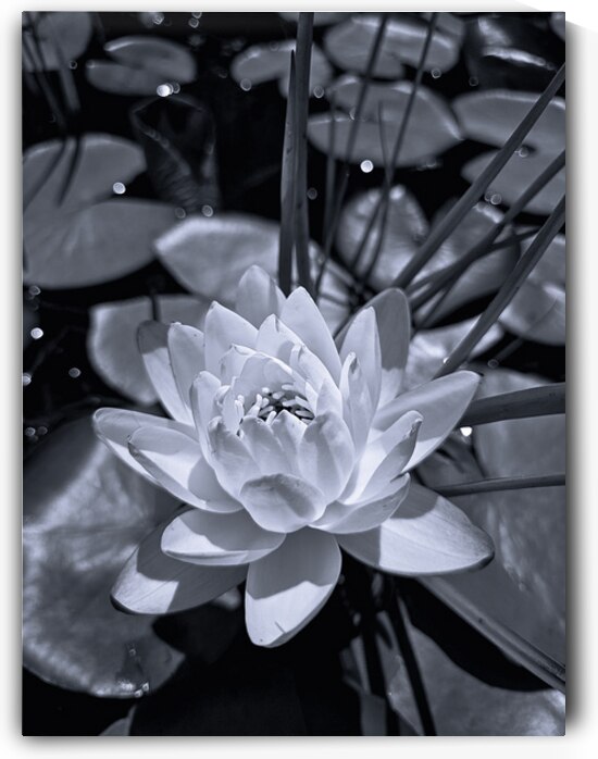 Silent Bloom  by Blaine Stoner