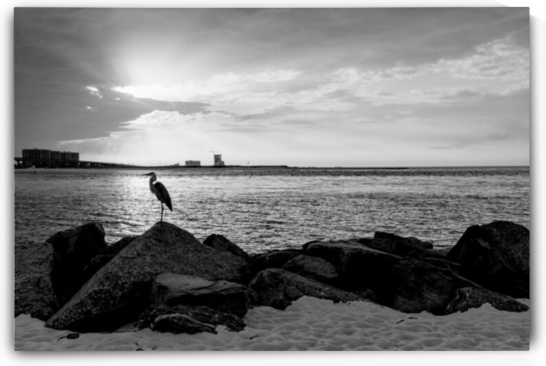Blue Heron Silhouette Orange Beach Grayscale by Jennifer White
