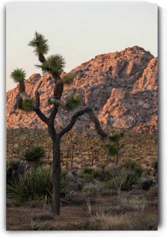 Joshua Tree National Park by Andre Stockwell