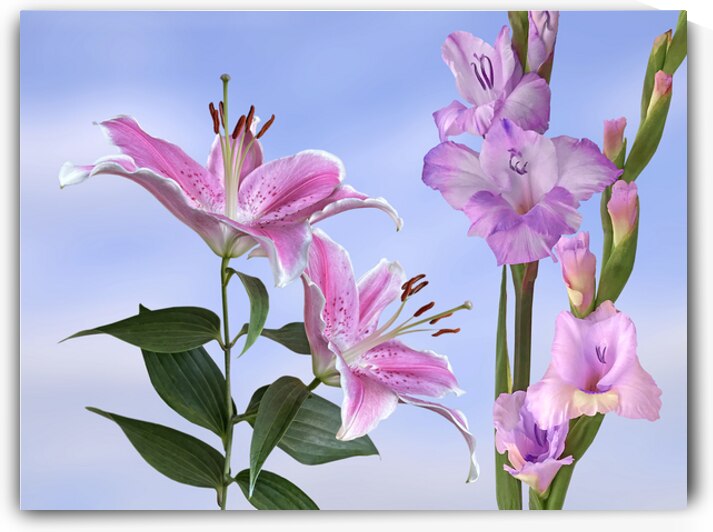 Pink Lilies with Purple Gladioli by Gill Billington
