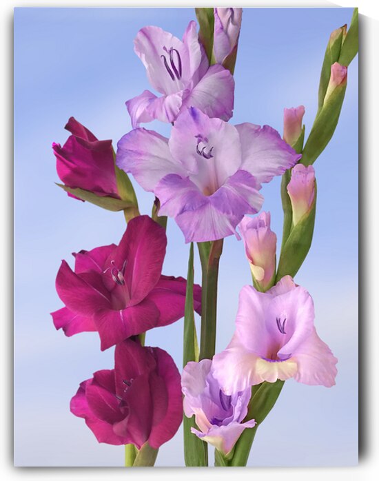 Cerise Pink and Purple Gladioli by Gill Billington