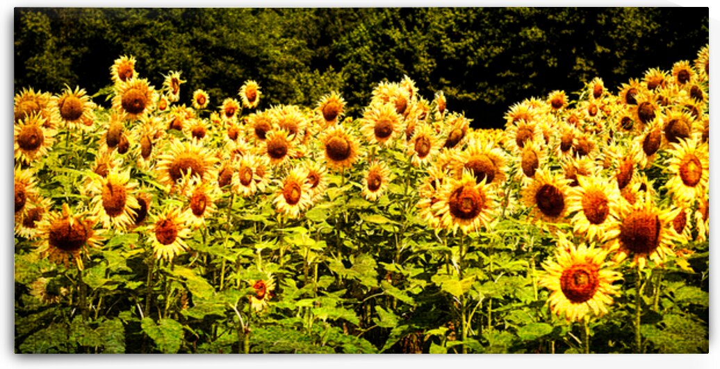 Sunflower Panorama with Canvas Teture by Bill Swartwout Photography