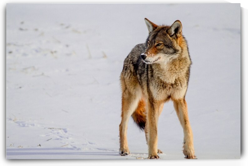 Coyote by Ulrich Josserand   Photographe