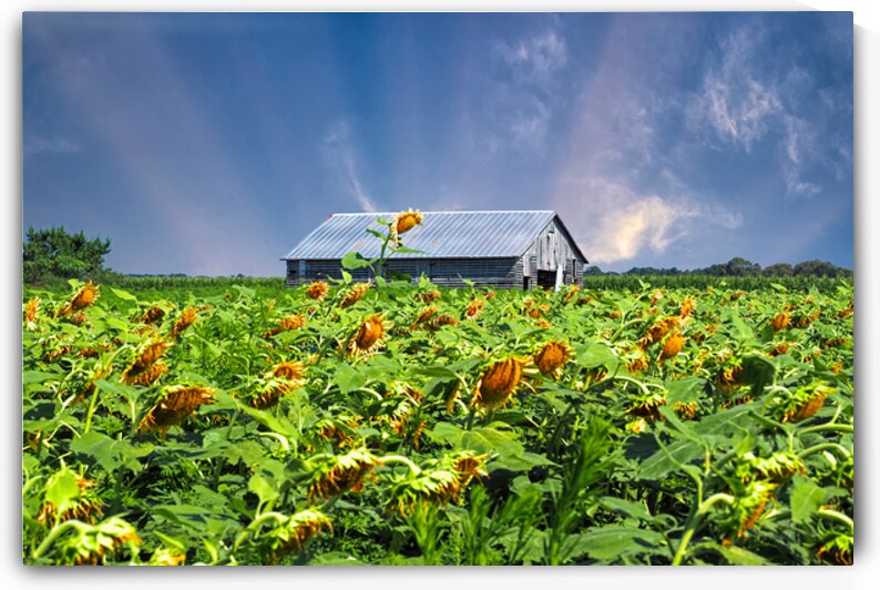 Sunflowers Bowing to the East by Bill Swartwout Photography