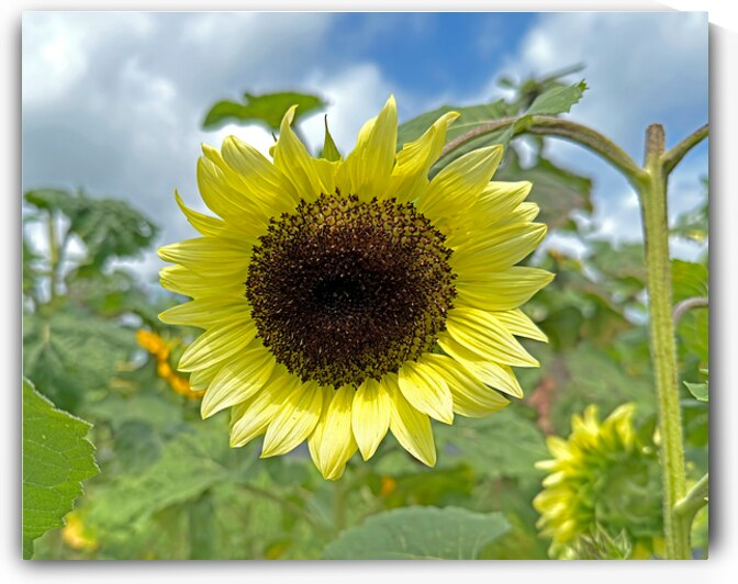 Pale Yellow Moonshine Sunflower by Bill Swartwout Photography