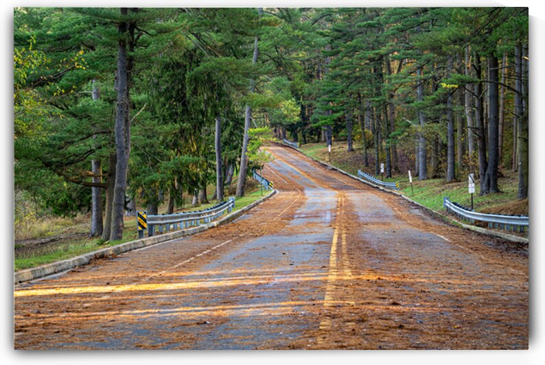 Needle Strewn Forest Road by Geoffrey Prior