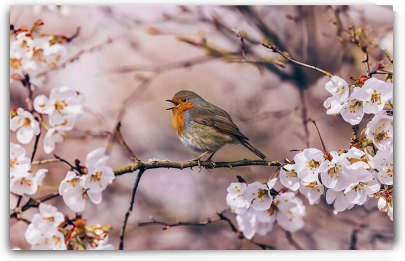  the spring by Marigold