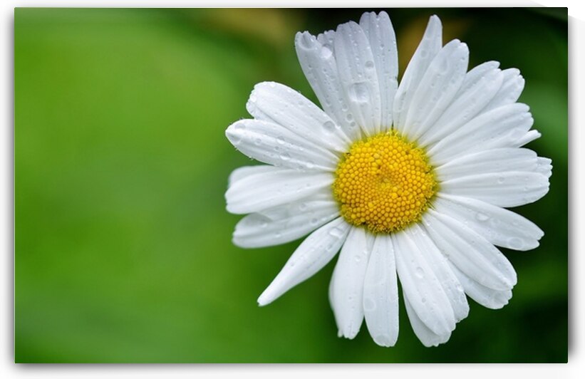 daisy  by Marigold