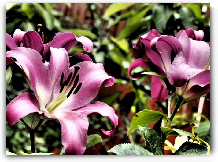  Pink Vibrant Lilies                                                                                                                     by Catriona Roberts Nature Photography and Designs