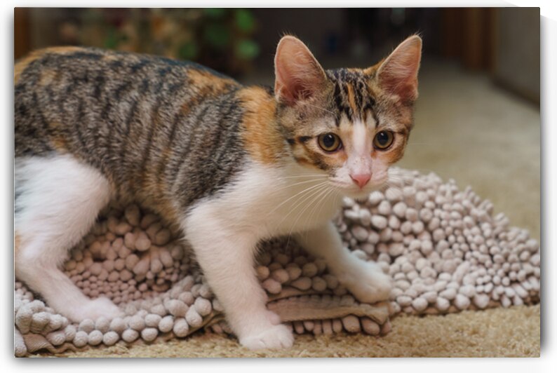 Kitten Rug Mischief by Jennifer White