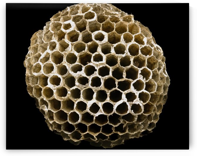 Abandoned Paper Wasp Nest by Joe Riederer