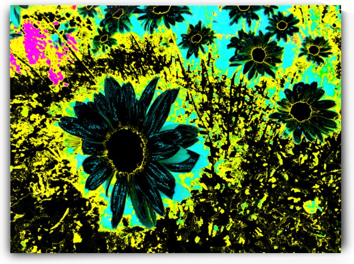 Abstract Daises on an Abstract Background  by Catriona Roberts Nature Photography and Designs