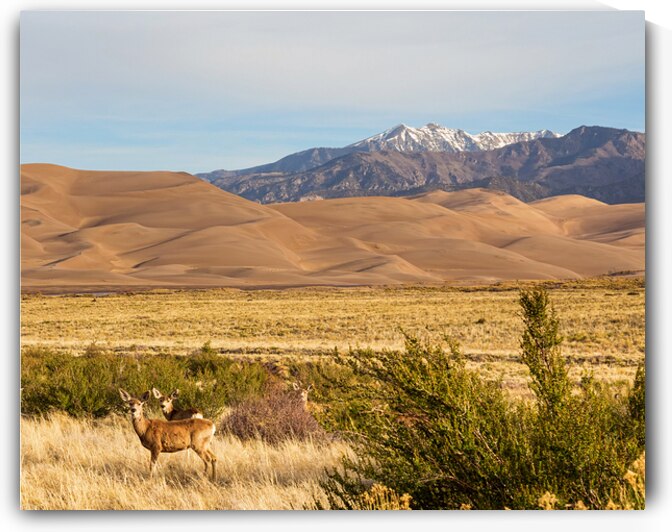 Deer And The Great Colorado Sand Dunes by Bo Insogna