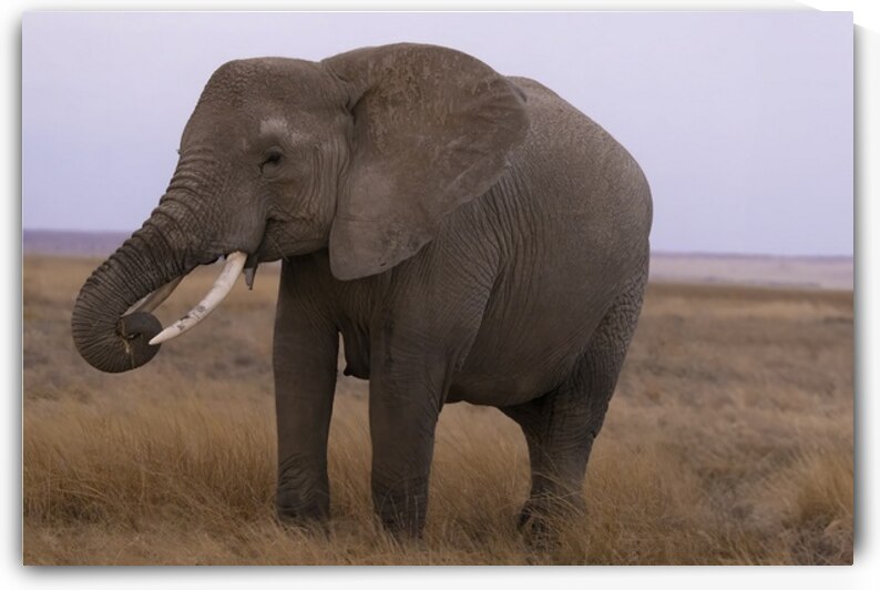 African Elephant 1234 by Robert Burnett