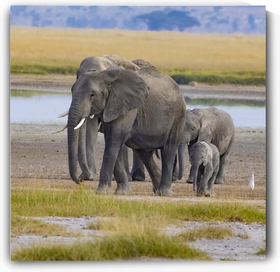 African Elephant 1402 by Robert Burnett